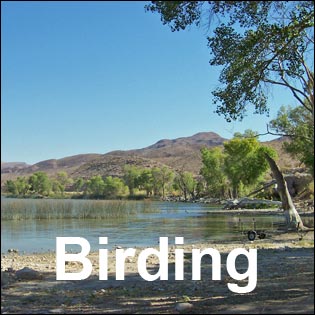  Birding Pahranagat Valley