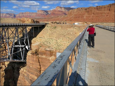 Marble Canyon - Navajo Bridge