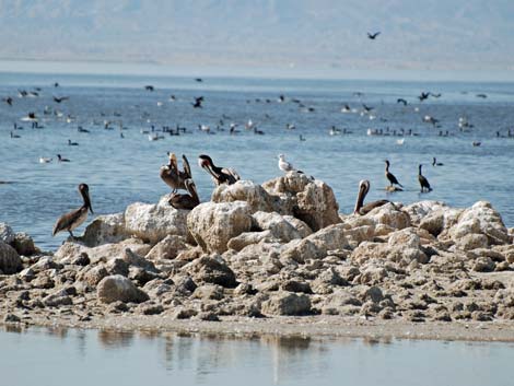 Birding the Salton Sea