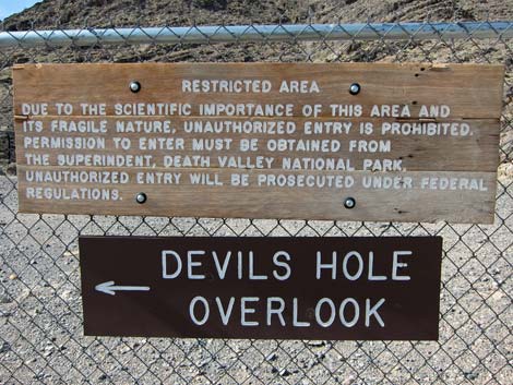 Birding Around Devils Hole