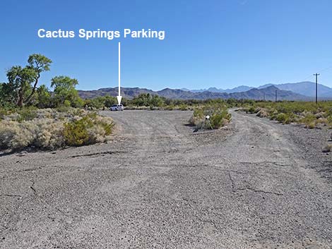 Cactus Springs