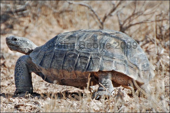 Desert Tortoise Standing