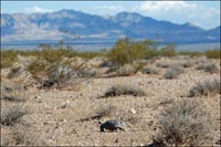 Desert Tortoise in Habitat