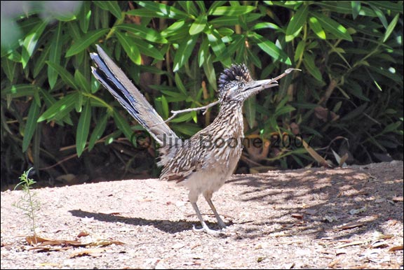 Roadrunner with Stick