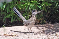 Roadrunner with stick