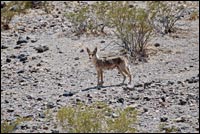 Coyote in the Desert