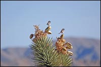 Sparrows on Joshua Tree