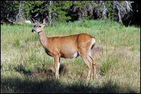 Mule Deer in Meadow