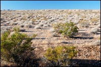 Mojave Desert Creosote-Bursage Flats