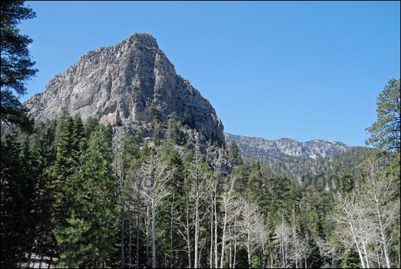 Cathedral Rock above Forest