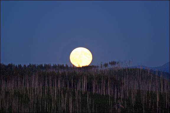 Moonrise over forest