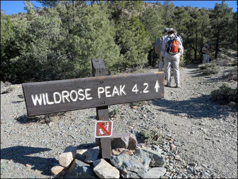 Wildrose Peak