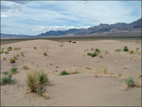 Desert Dry Lake Dunes South
