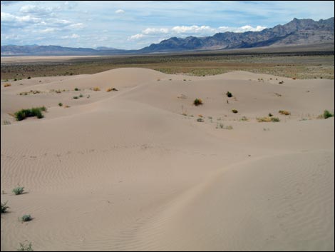 Desert Dry Lake Dunes South