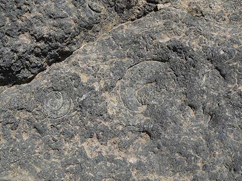 Fossil Ridge Snail Site