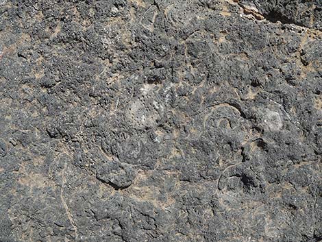 Fossil Ridge Snail Site
