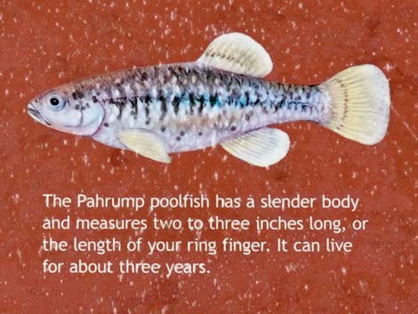 Poolfish Refugium