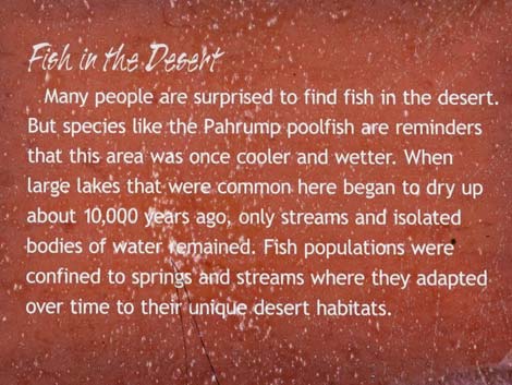 Poolfish Refugium