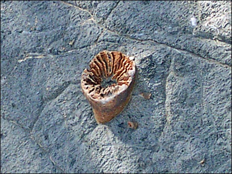 yucca peak fossils