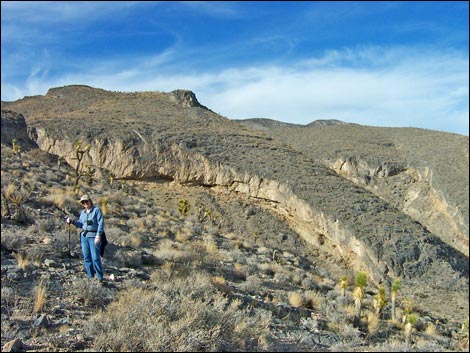 Yucca Peak Fossils