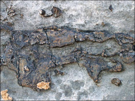 Yucca Peak Fossils