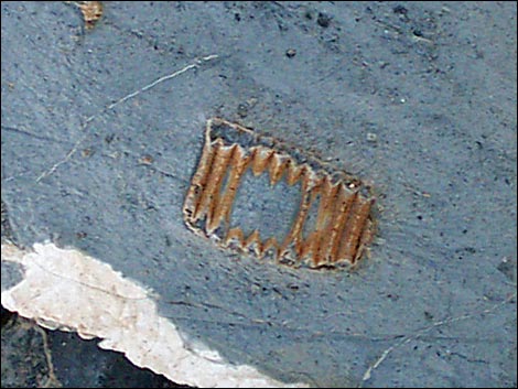yucca peak fossils