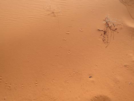 Mud Wash Dunes