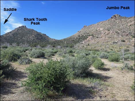 Shark Tooth Peak