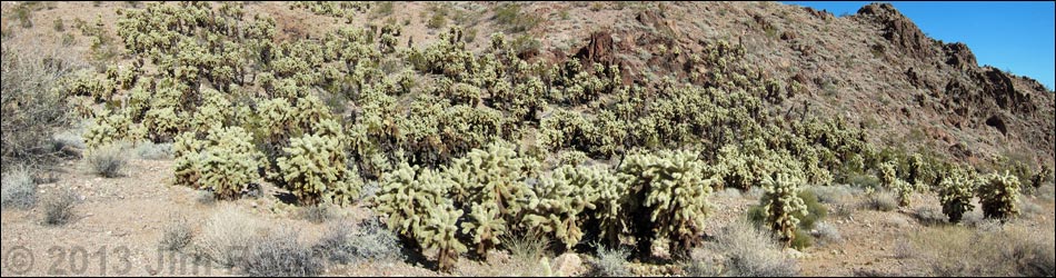 Cholla Forest