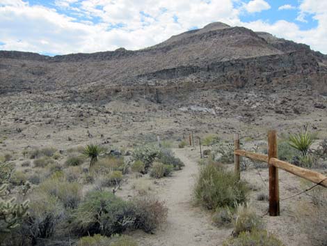 Cactus Garden Loop Trail