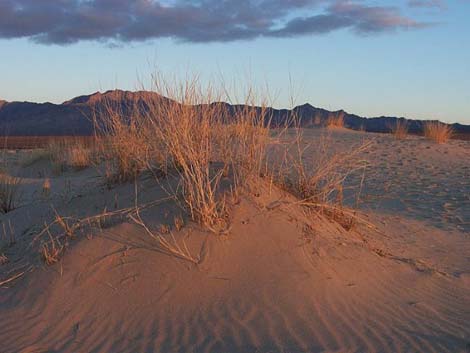 kelso dunes