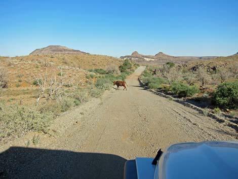 Wild Horse Road