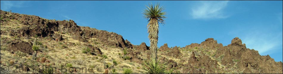 Tallest Yucca
