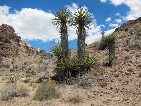 World's Tallest Yucca