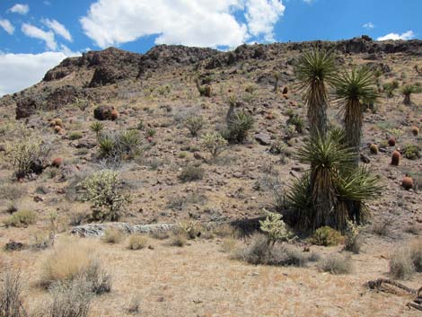 World's Tallest Yucca