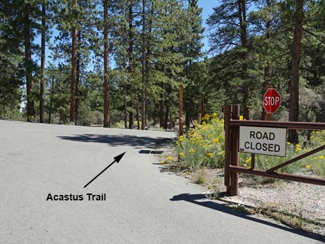 Acastus Trail