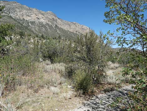 Acastus Trail