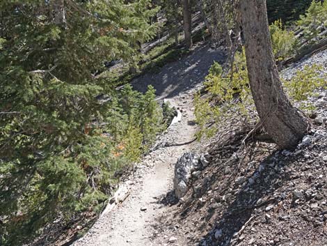 Bristlecone Trail