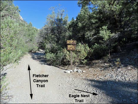 Eagle's Nest Loop Trail