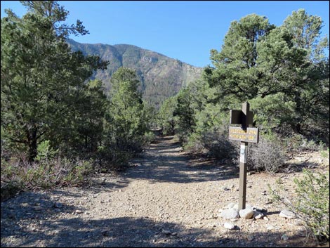 Eagle's Nest Loop Trail