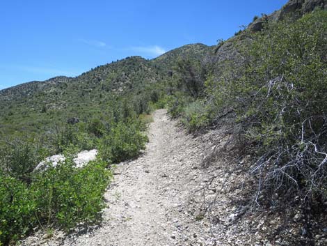 Escarpment Trail