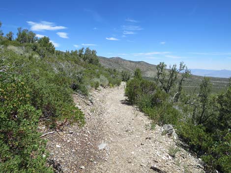 Escarpment Trail