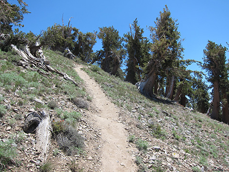 Griffith Peak Trail