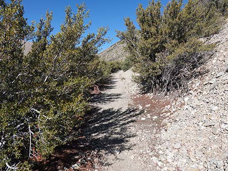 Harris Saddle Trail