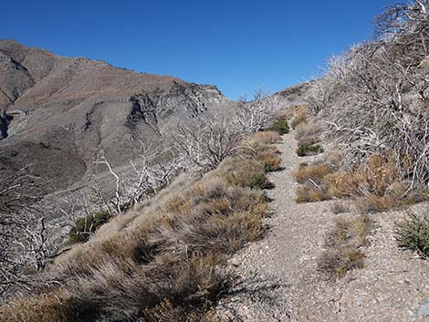 Harris Saddle Trail