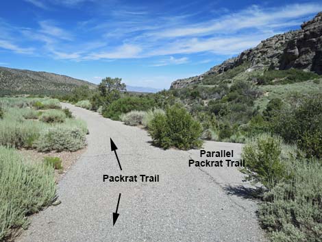 Pack Rat Trail