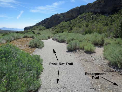 Pack Rat Trail