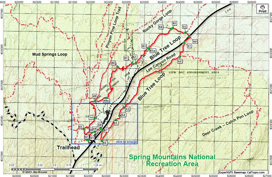 Blue Tree Loop  Trail  Map