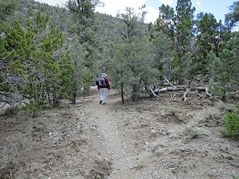 Blue Tree Loop Trail
