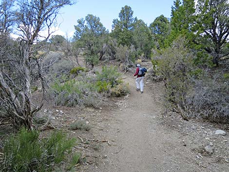 Blue Tree Loop Trail